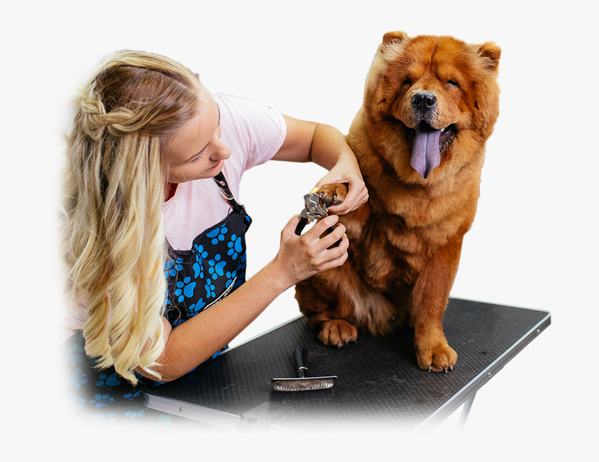 Chow Chow, HD Png Download, Free Download