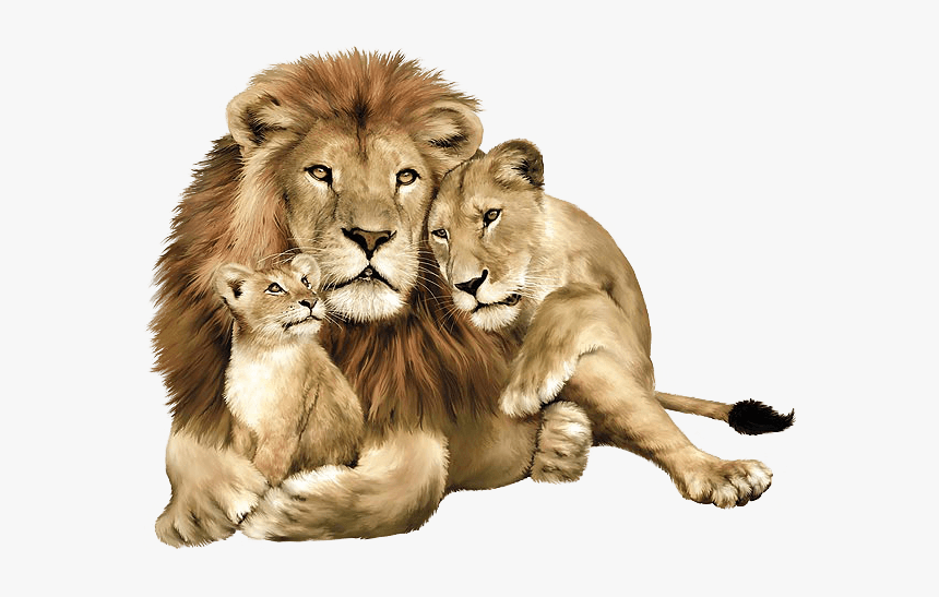 Download Lion Png Image Image Download Picture Lions - Lion And Lioness With Cubs, Transparent Png, Free Download