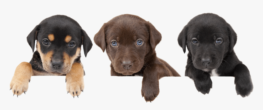 Dogs Transparent, HD Png Download, Free Download