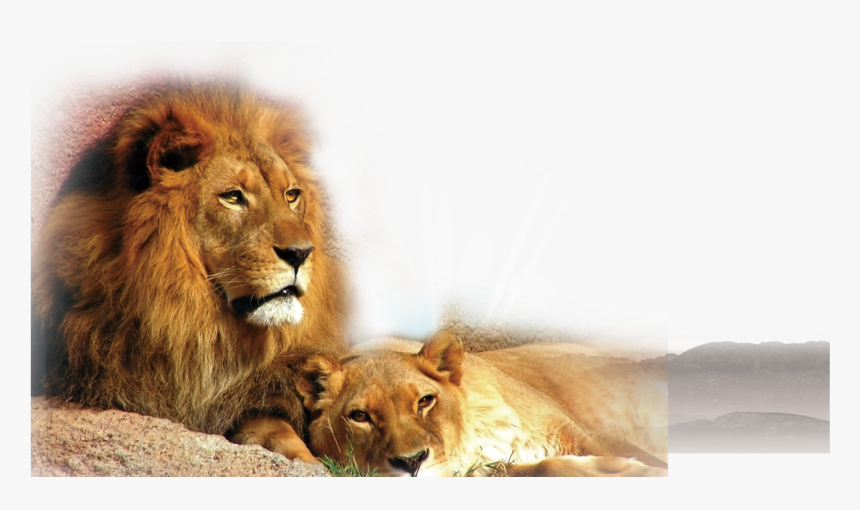 Transparent Lion Cub Clipart - Difference Between A Lion And A Lioness, HD Png Download, Free Download