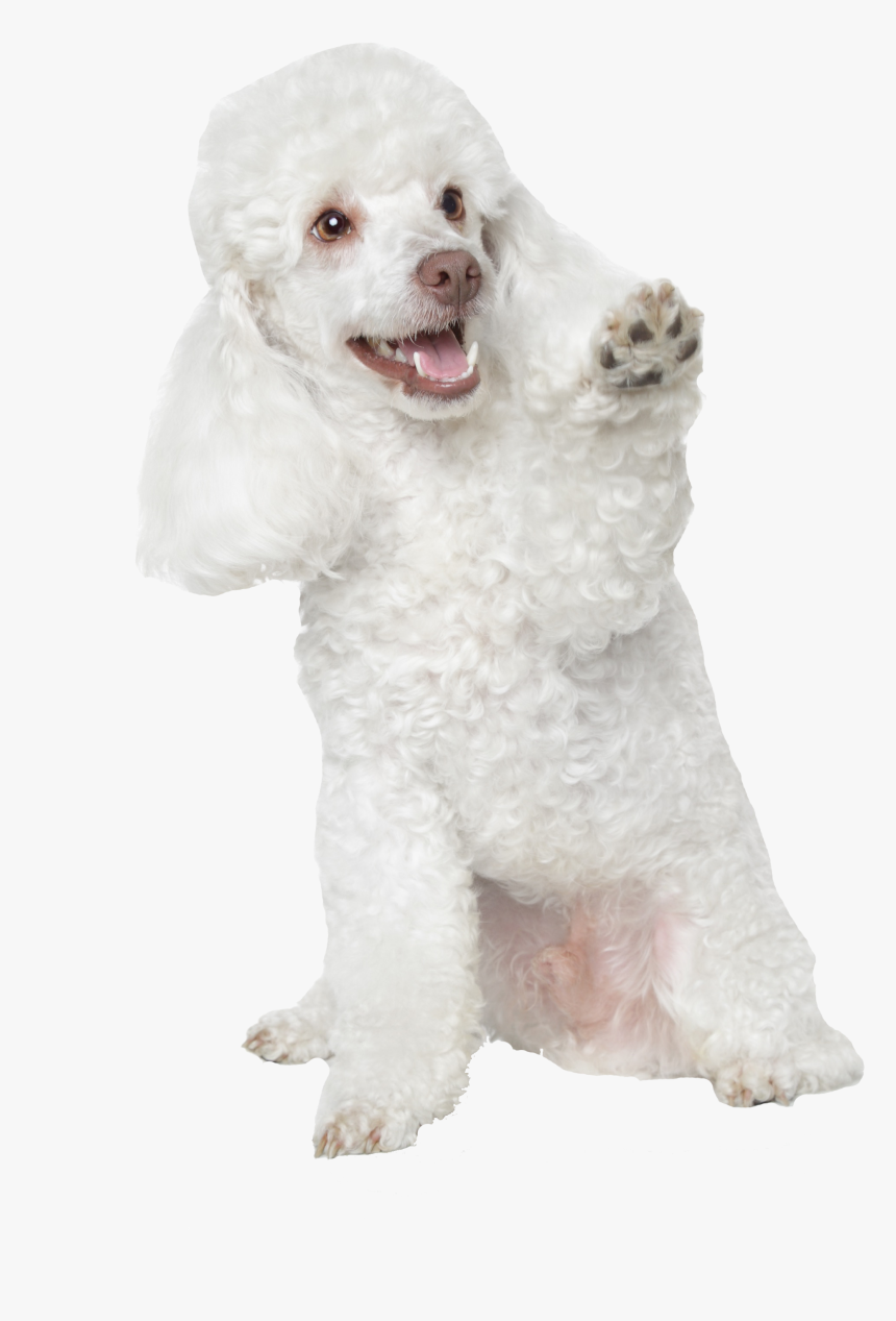 Toy Poodle, HD Png Download, Free Download