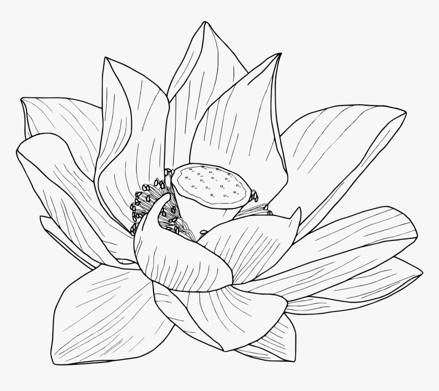 Lotus Flower Outline - Flower Outline Tumblr Transparent, HD Png Download, Free Download