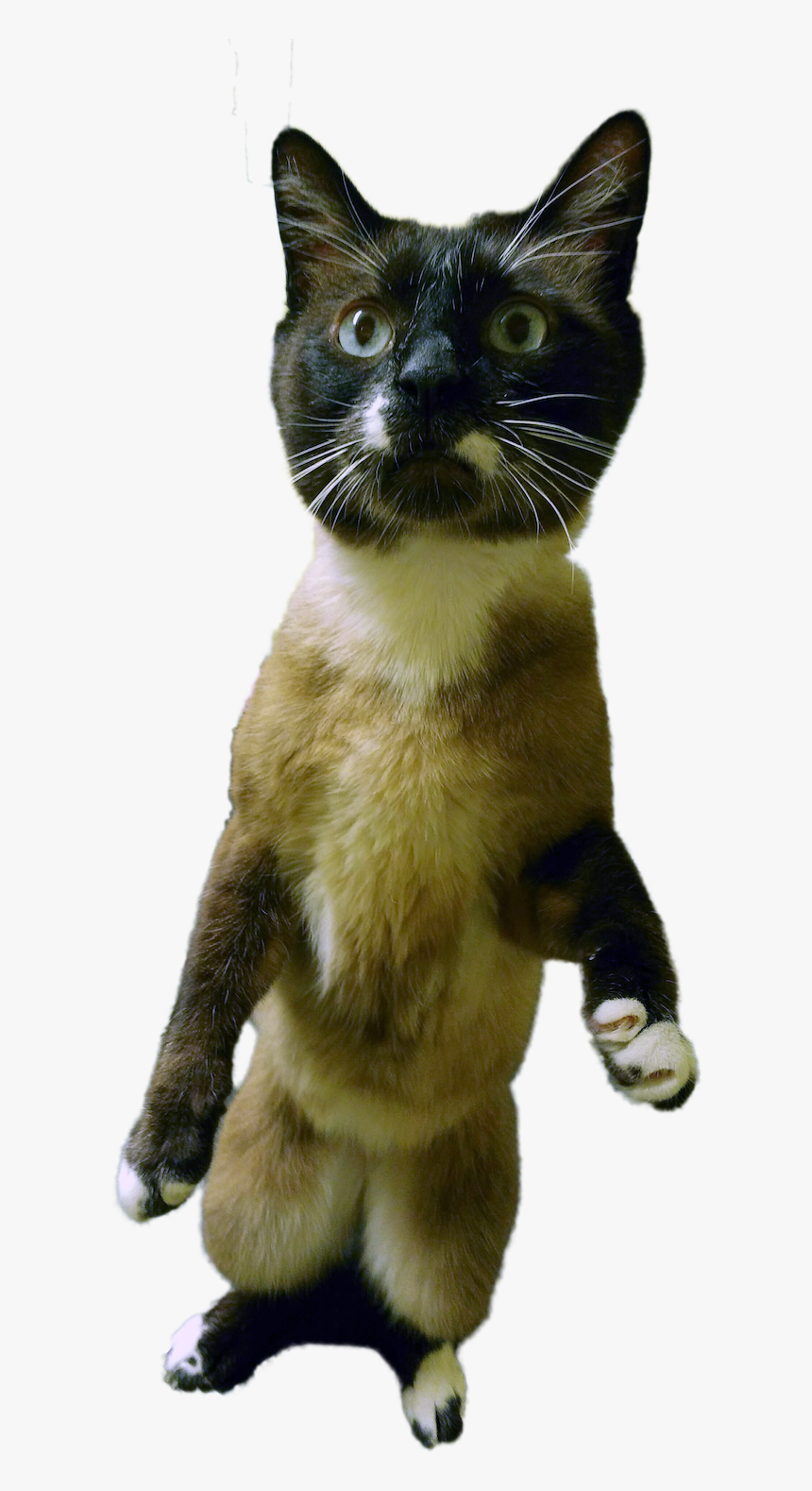 Siamese, HD Png Download, Free Download