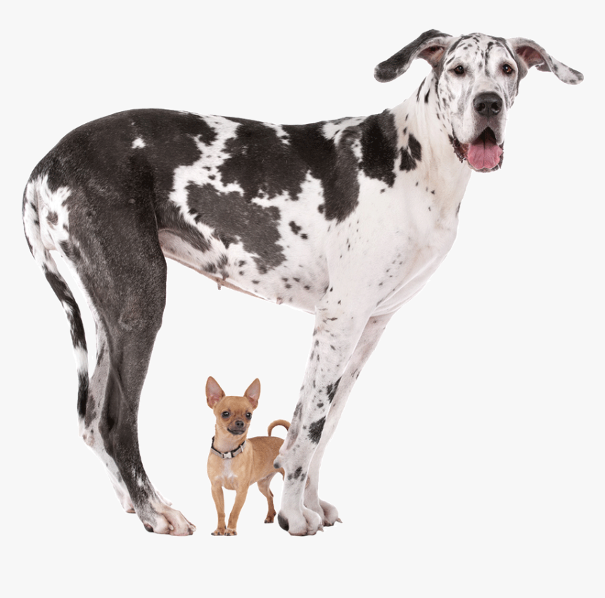 Great Dane And Teacup Chihuahua, HD Png Download, Free Download
