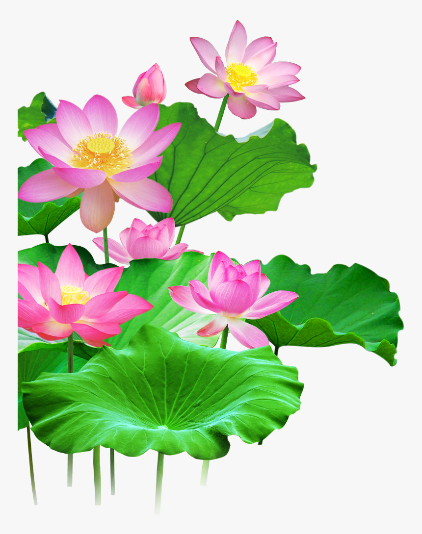 #mq #lotus #flower #flowers #pink #waters #green #leaf - Lotus Png Free Download, Transparent Png, Free Download