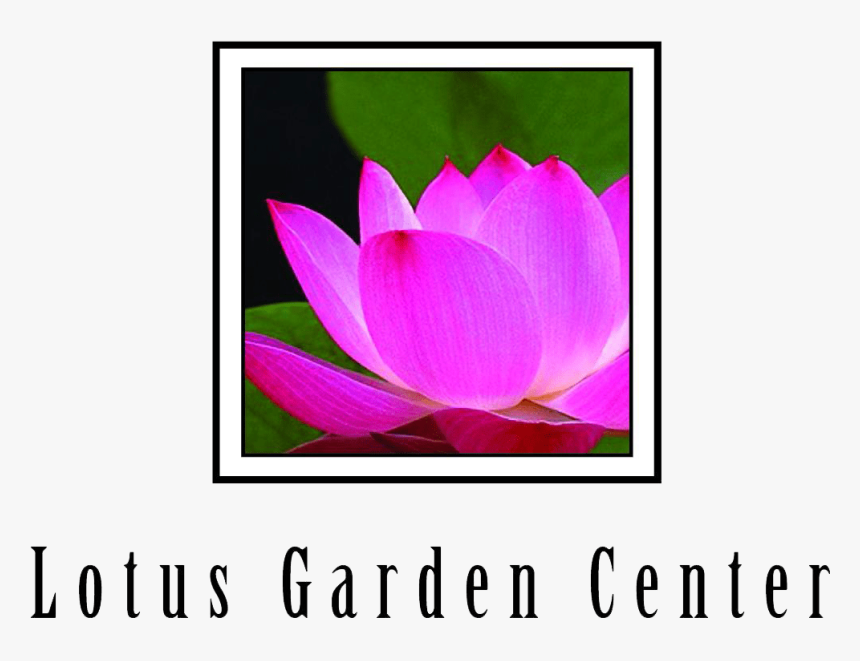Lotus Garden Center - Sacred Lotus, HD Png Download, Free Download