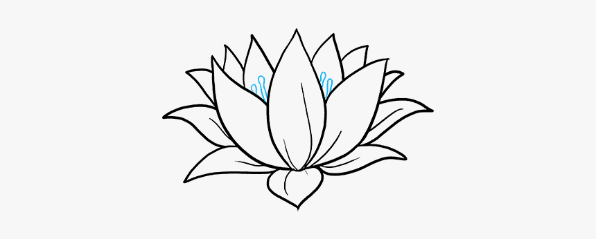 How To Draw Lotus Flower - Sketch Water Lily Drawing, HD Png Download, Free Download