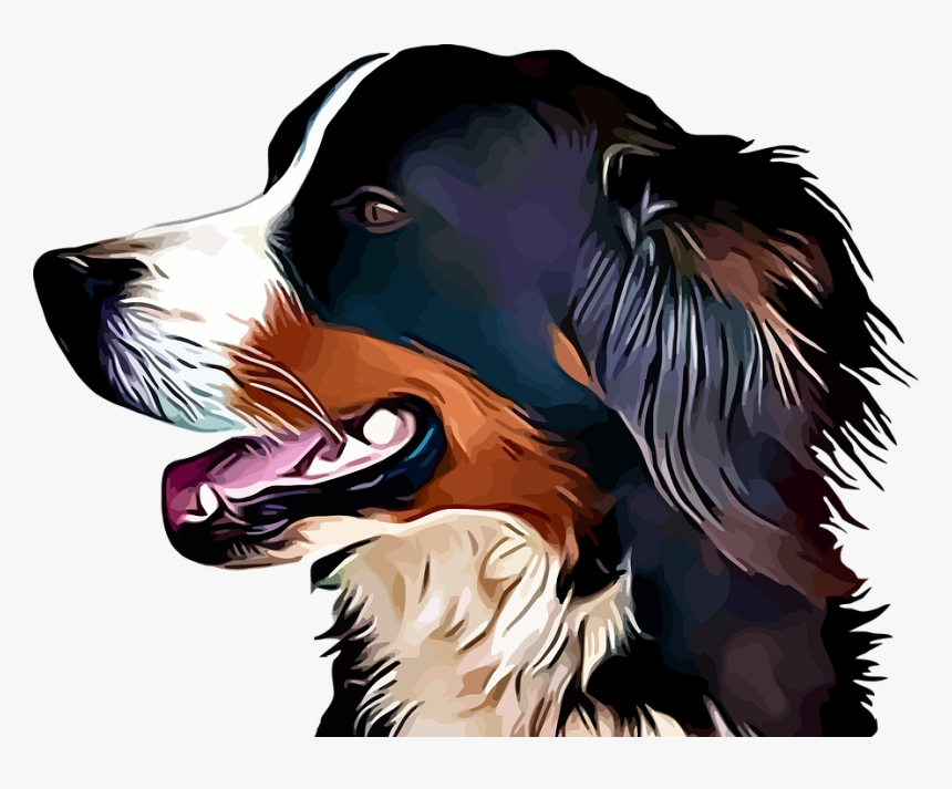 Bernese Mountain, Dog, Animal, Pet, Cute, Canine - Bernese Mountain Dog, HD Png Download, Free Download