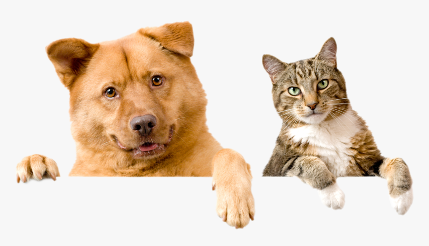 Dog And Cat Hd, HD Png Download, Free Download