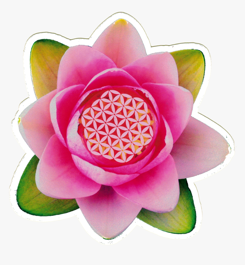 Small Bumper Sticker / Decal - Sacred Lotus, HD Png Download, Free Download