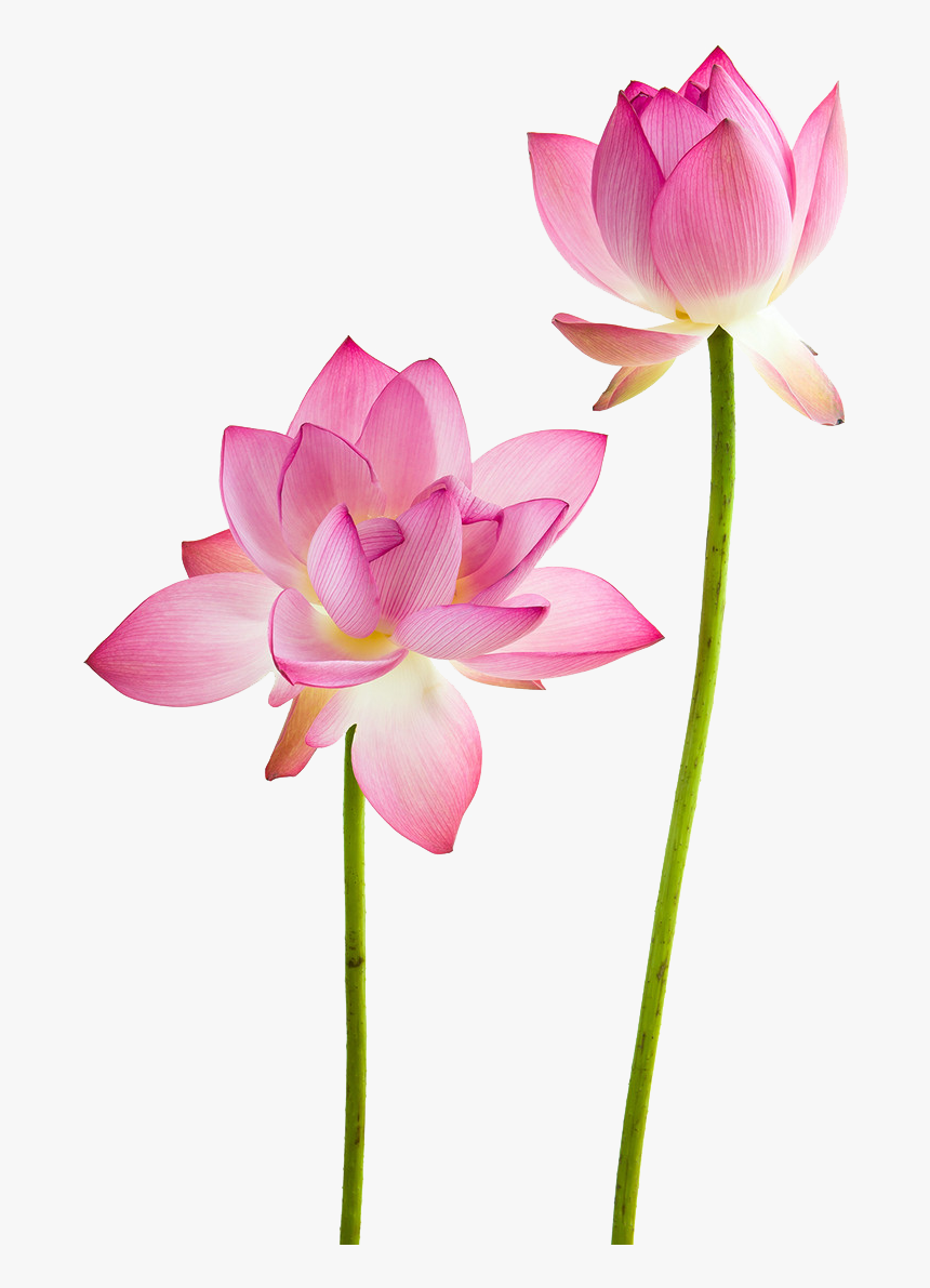 Lotus Flower Water Lily Flower Png, Transparent Png, Free Download