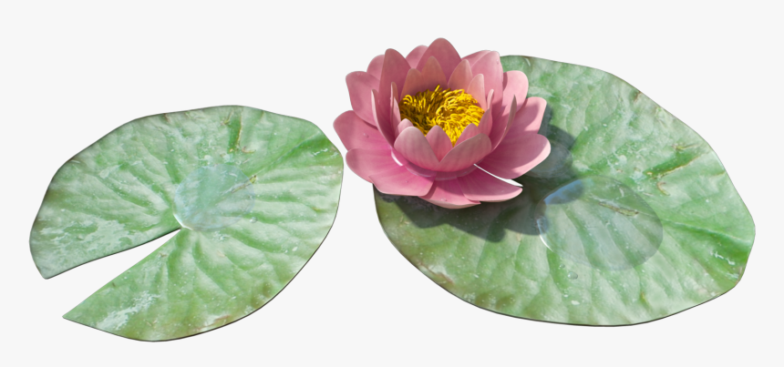 Water Lily Leaf Transparent, HD Png Download, Free Download