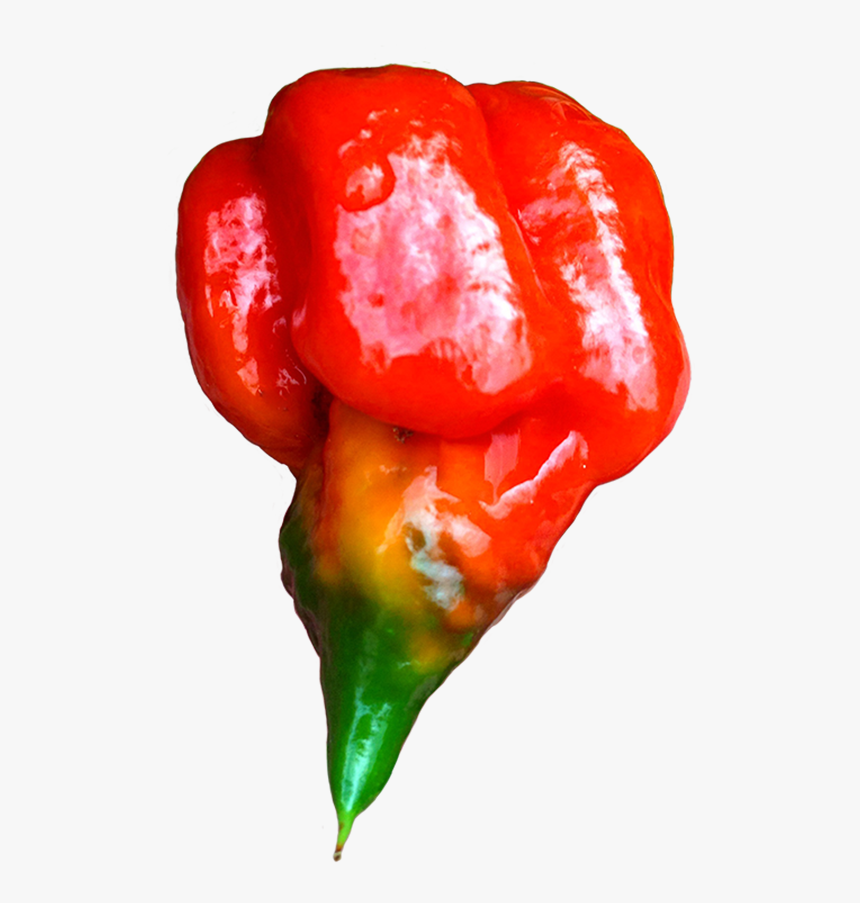 Transparent Ghost Pepper Png - Ghost Pepper Png, Png Download, Free Download