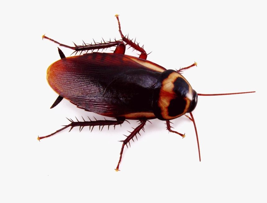 Roach Png Image - Cockroach Png, Transparent Png, Free Download