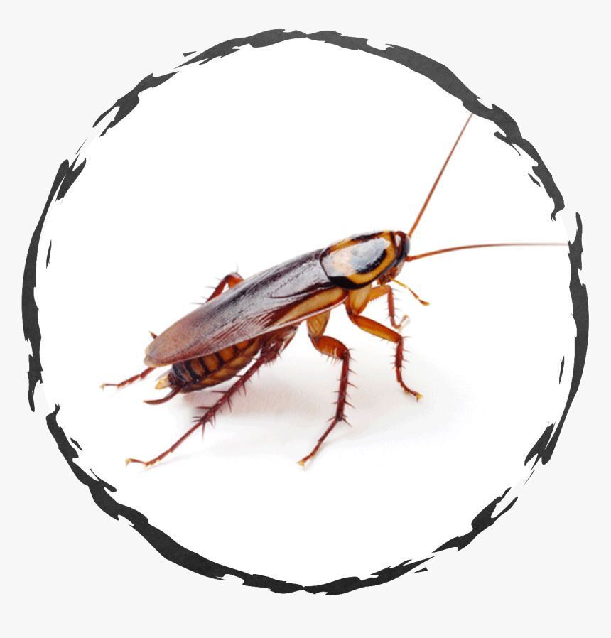 Common Bugs In Apartments, HD Png Download, Free Download