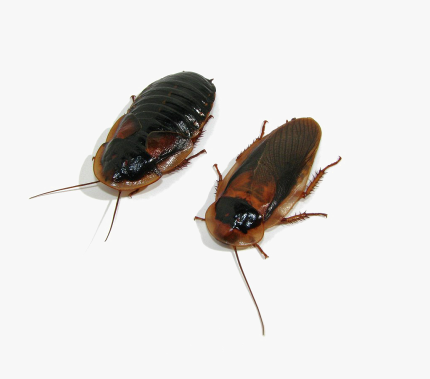 Transparent Roach Png - Dubia Roaches Transparent Background, Png Download ...