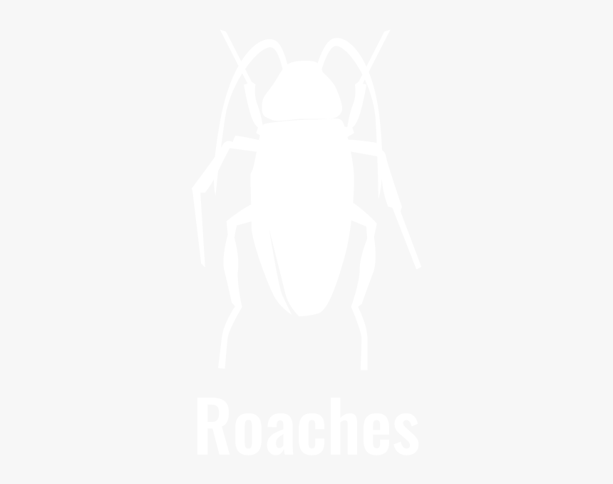 Weevil, HD Png Download, Free Download