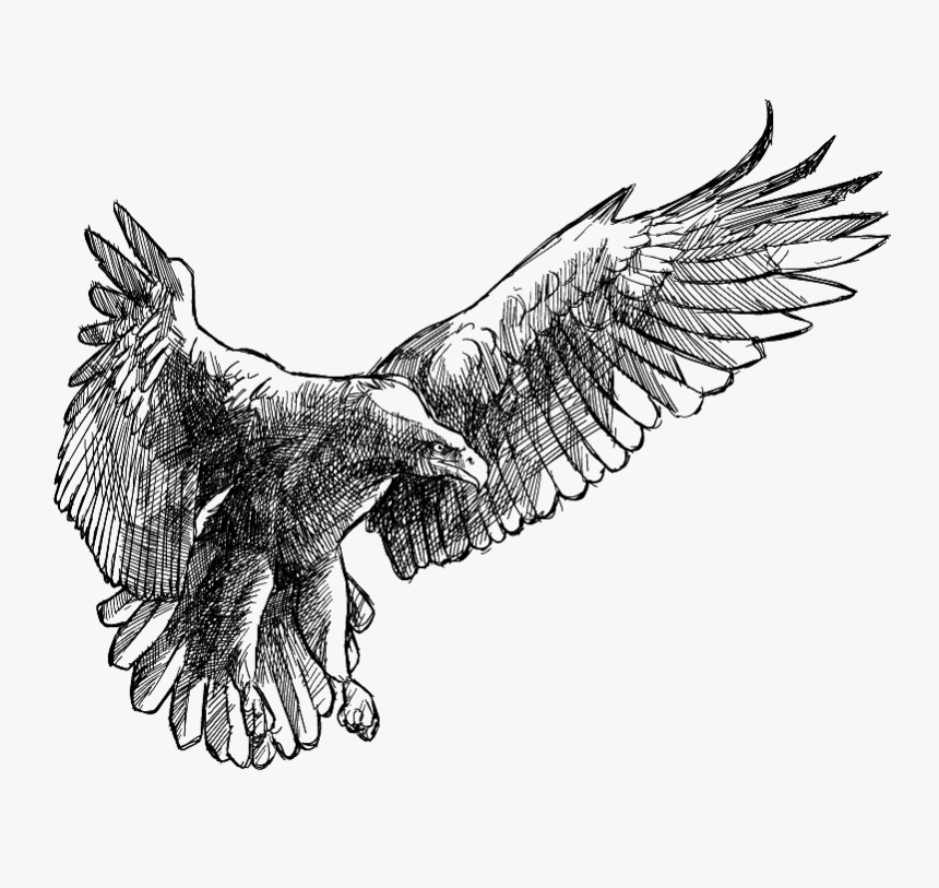 Eagle Transprent Png Free Download - Eagle And The Rooster, Transparent Png, Free Download