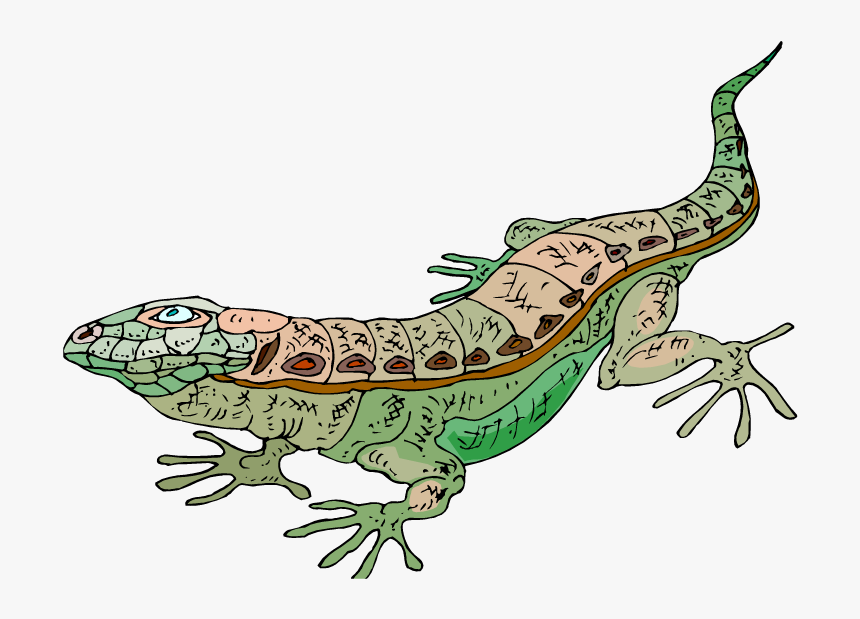 Desert Horned Lizard Clipart, HD Png Download, Free Download