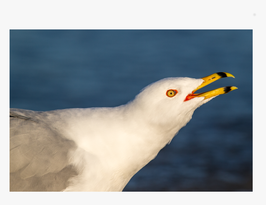 European Herring Gull, HD Png Download, Free Download