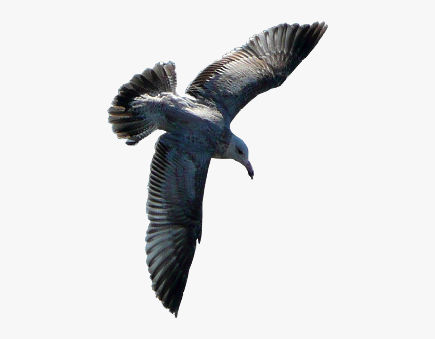 Flying Sea Gull Transparent Image Number Three - Burung Png, Png Download, Free Download