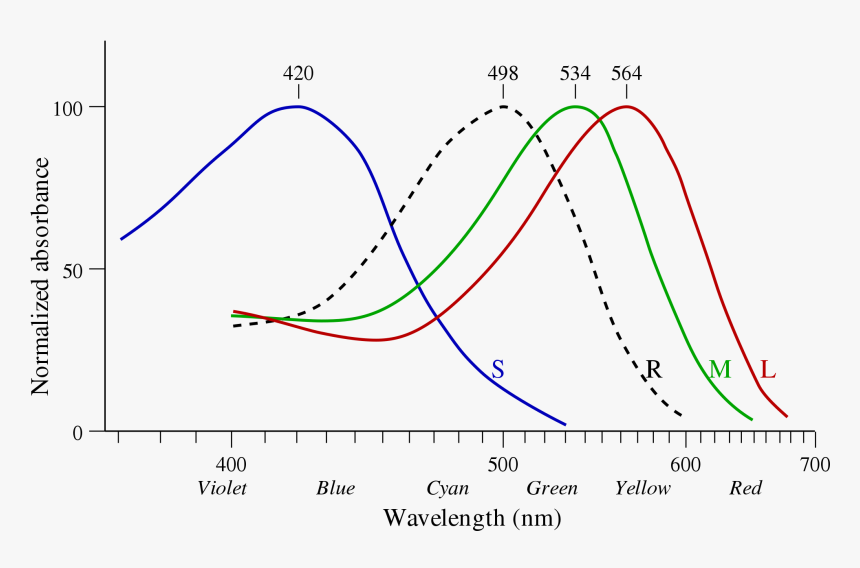 Red Green Blue Wavelength, HD Png Download, Free Download