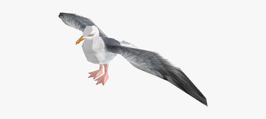 Zoo Tycoon Wiki - Zoo Tycoon 2 Seagull, HD Png Download, Free Download