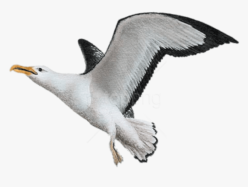 Transparent Seagull Clipart Black And White - Albatross Png, Png Download, Free Download