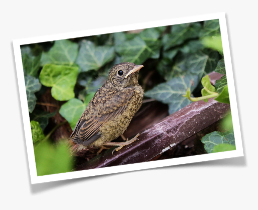 The Non-stop Nightingale Fable - Oiseaux Qui Désignent L Amour, HD Png Download, Free Download