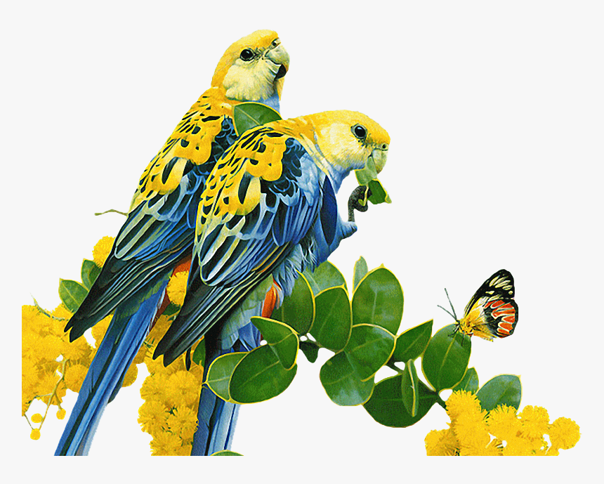 Bird Parrot Budgerigar Common Nightingale Gif - Nightingale Gif Png, Transparent Png, Free Download