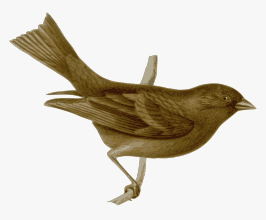 Nightingale Png Vector, Transparent Png, Free Download