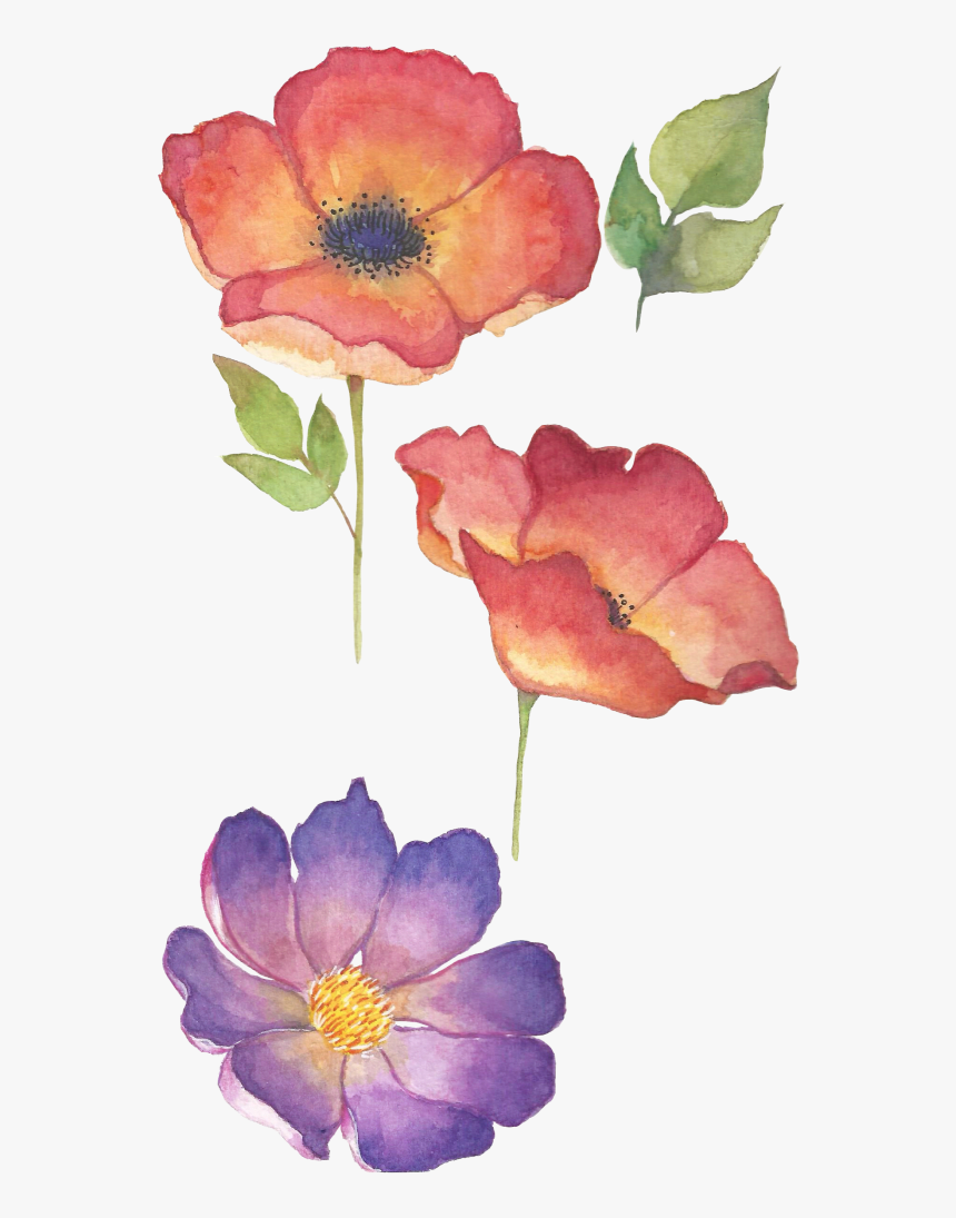 Flores En Acuarela - Carolina Rose, HD Png Download, Free Download