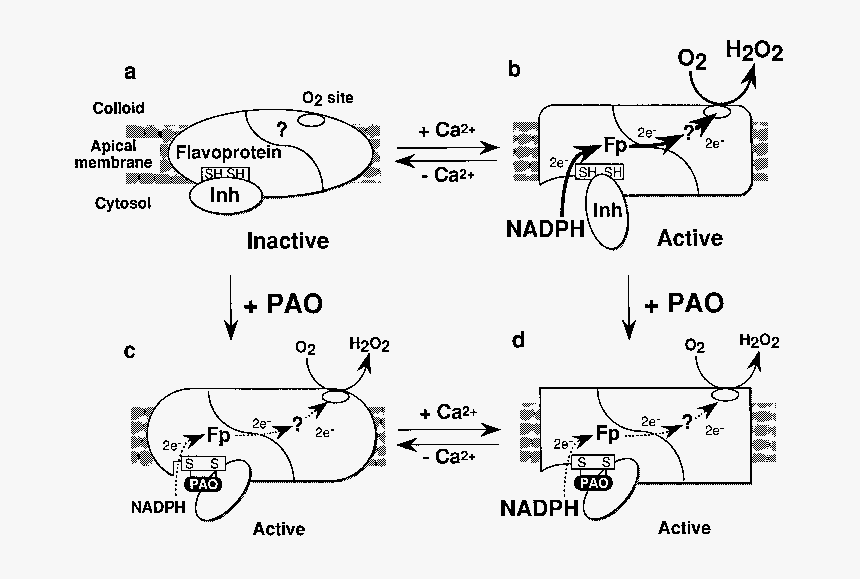 Transparent Pão Png - Nadph Oxidase, Png Download, Free Download