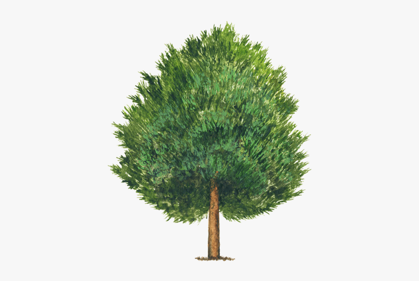 Pino Piñonero Pinus Cembroides, HD Png Download, Free Download