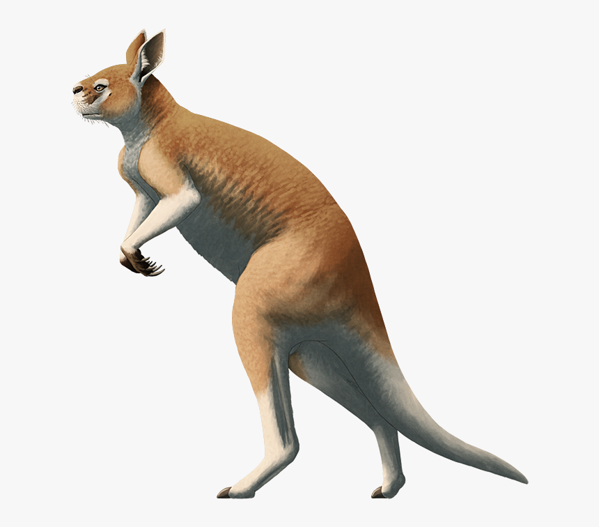 Kangaroo, HD Png Download, Free Download