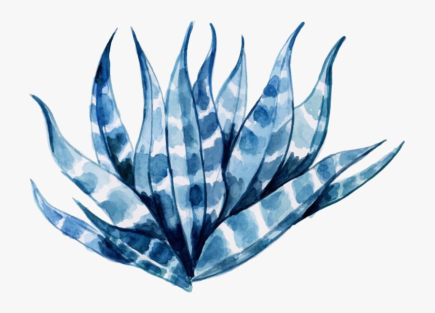 Agave Azul, HD Png Download, Free Download