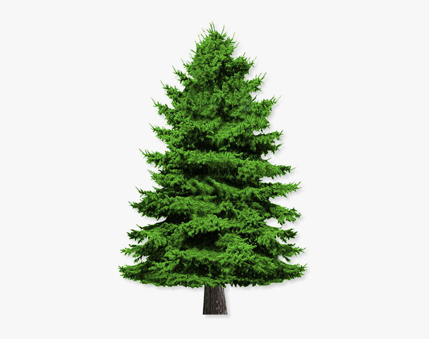 Pine Tree White Background, HD Png Download, Free Download