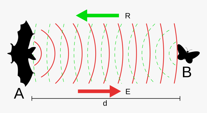 Echolocation In Bats, HD Png Download, Free Download