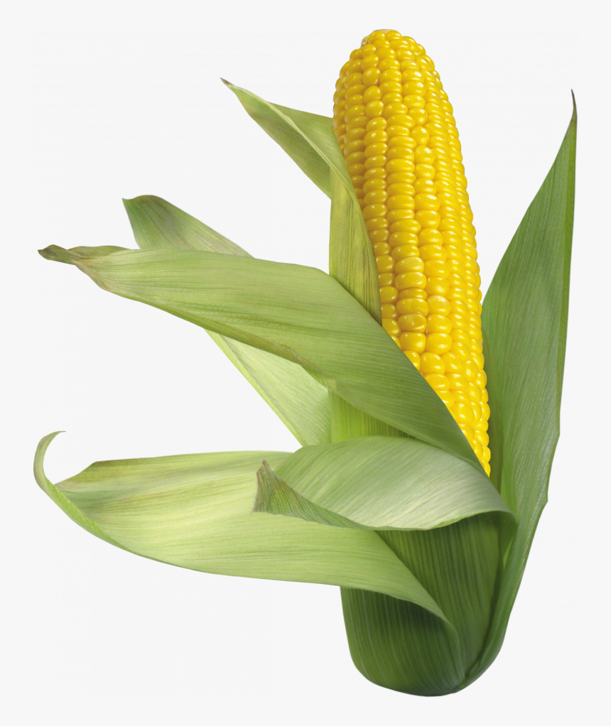 Download This High Resolution Corn In Png - Corn Png, Transparent Png, Free Download