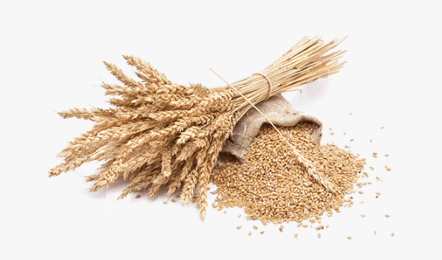 Wheat Png Free Download - Wheat Png, Transparent Png, Free Download