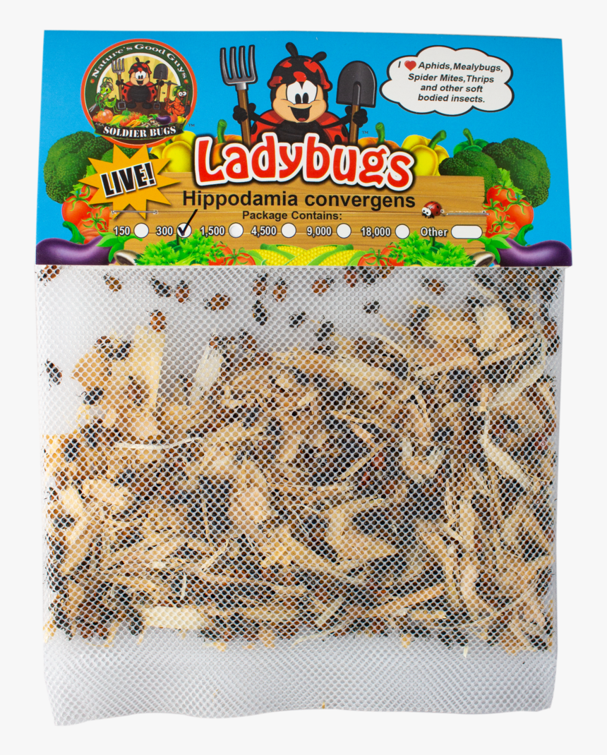 Live Ladybugs - General Predators - Lady Bugs For Sale, HD Png Download, Free Download