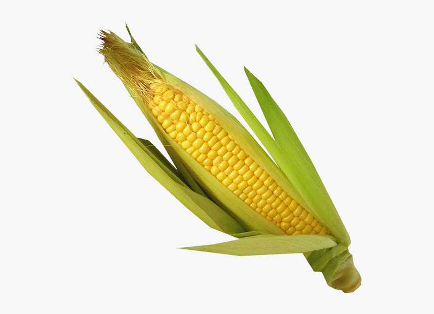Corn Oil - Maize, HD Png Download, Free Download