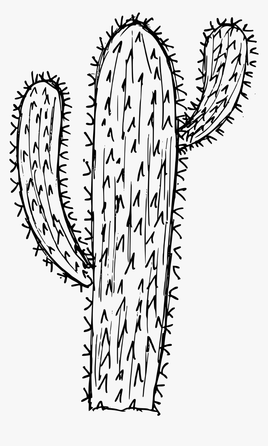 6 Cactus Drawing 1 - Calligraphy, HD Png Download, Free Download