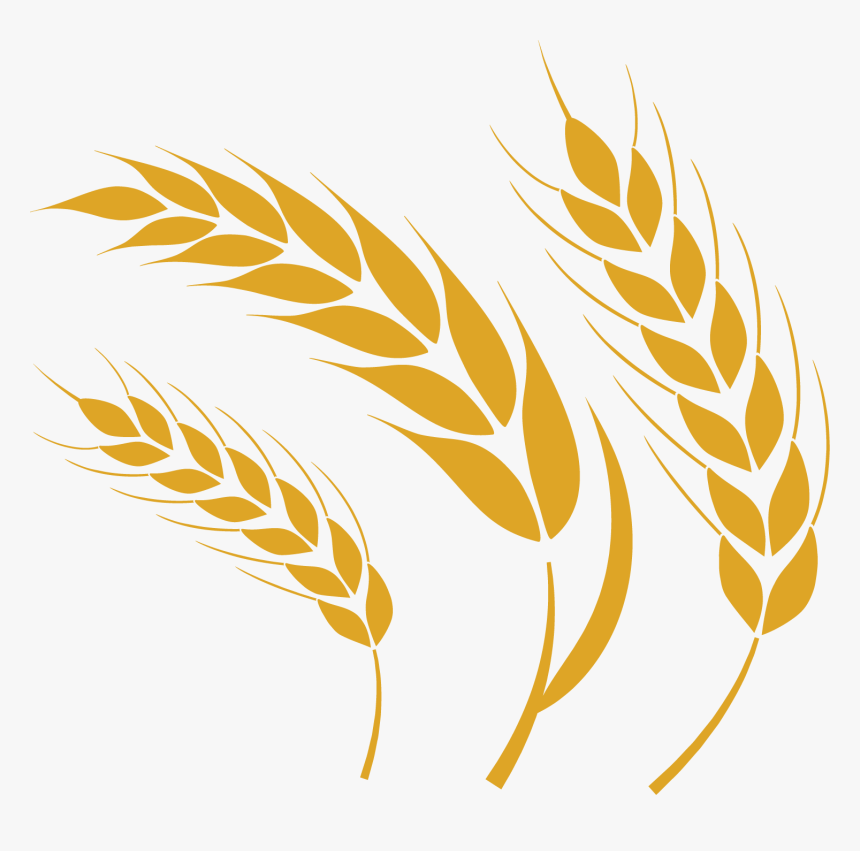 Wheat Festival - Saskatchewan Wheat Clipart, HD Png Download, Free Download