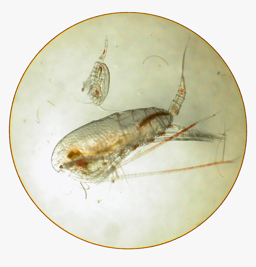Krill - Net-winged Insects, HD Png Download, Free Download