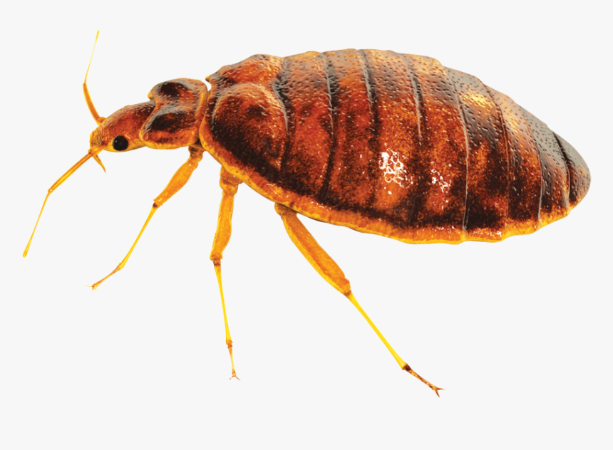 Bed Bug Transparent Background, HD Png Download, Free Download