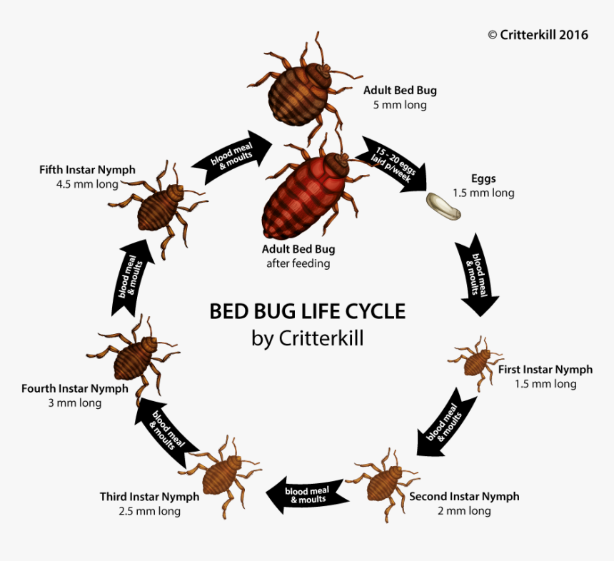 Bedbug Lifecycle Lrg , Png Download - True Bug Bed Bug, Transparent Png, Free Download