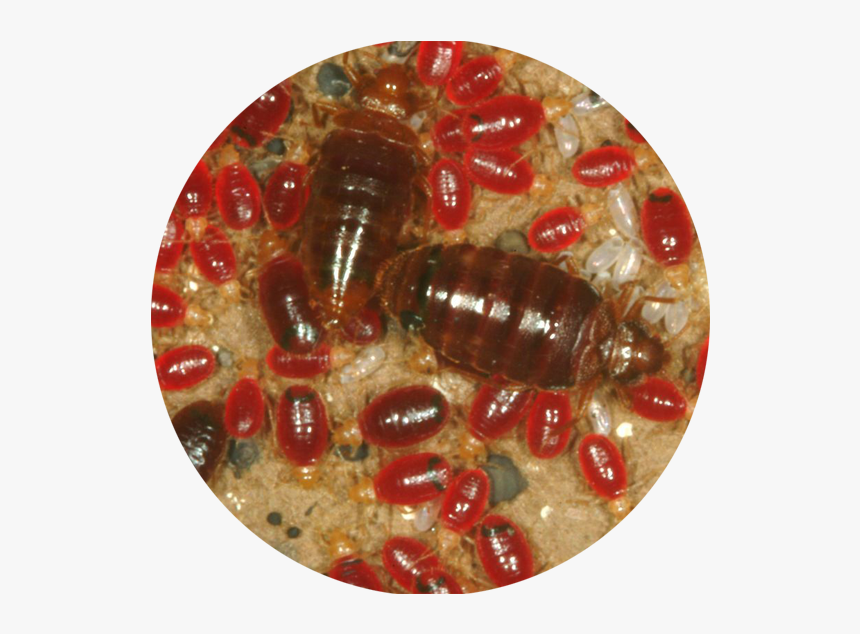 Transparent Bed Bug Png - Bed Bugs, Png Download, Free Download