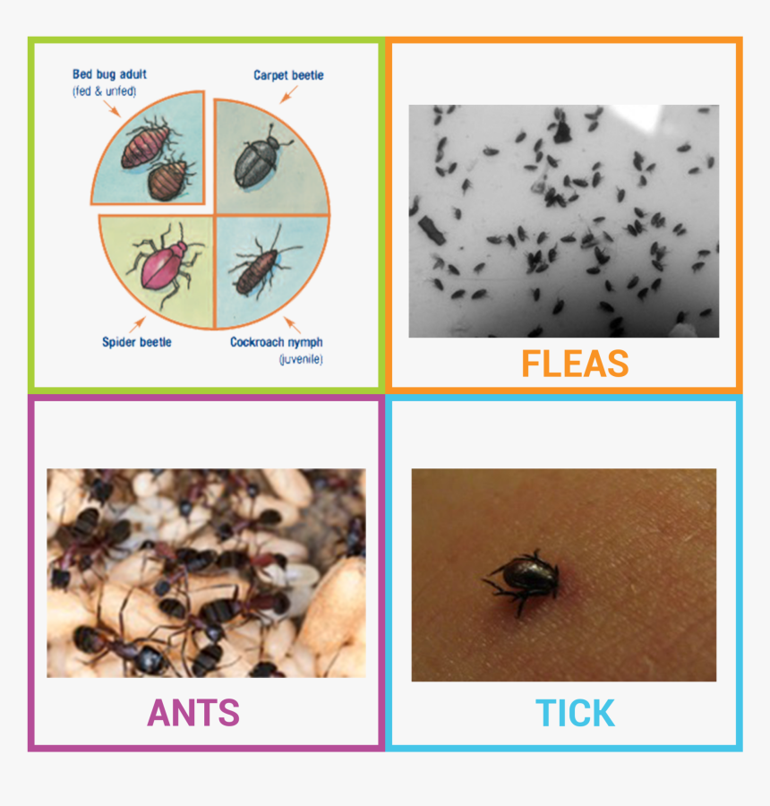 Bed Bug Flea Or Tick , Transparent Cartoons - Bed Bug Flea Or Tick, HD Png Download, Free Download