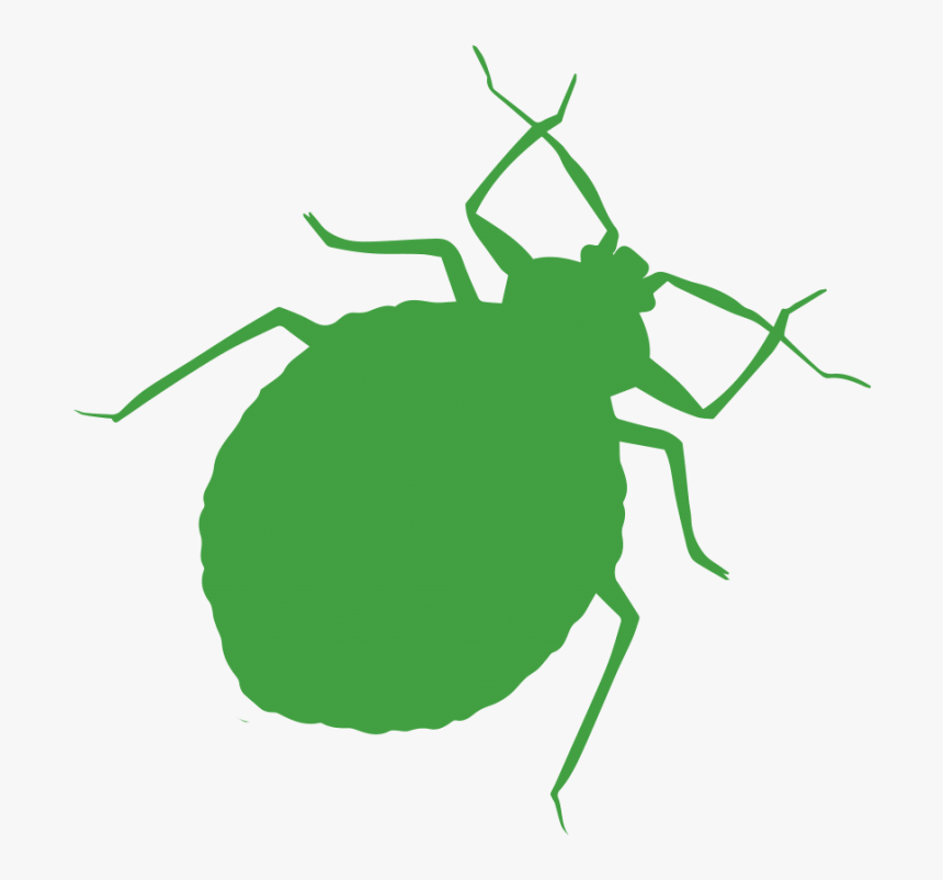 Tiger Beetle, HD Png Download, Free Download